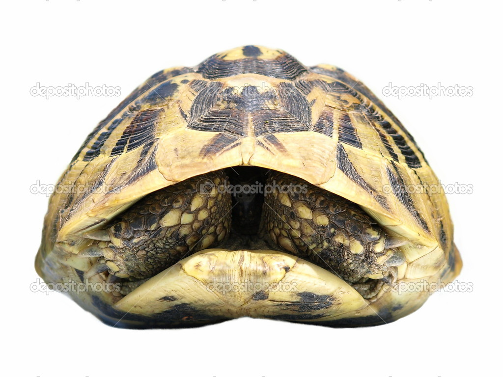 depositphotos_5412947-Herman-Tortoise-turtle-isolated-on-white-background-testudo-hermanni