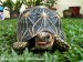 geochelone elegans - star tortoise- želva hvězdnatá